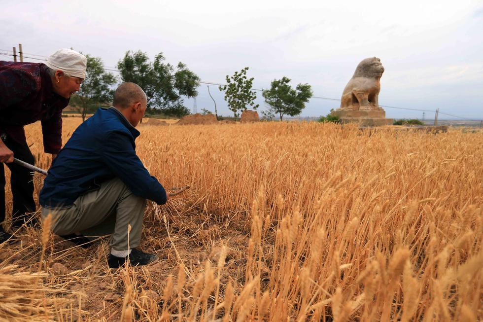 唐景陵旁麦田成熟 为保护文物人工收割